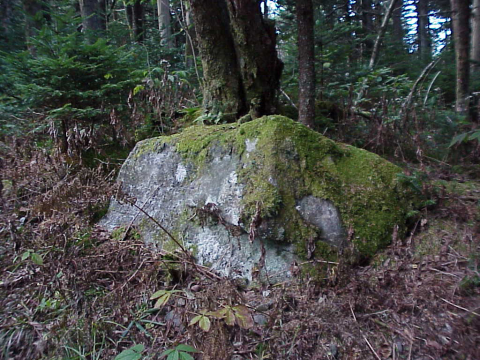 Spruce-fir forest-interior