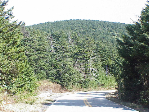 Mature spruce-fir forest