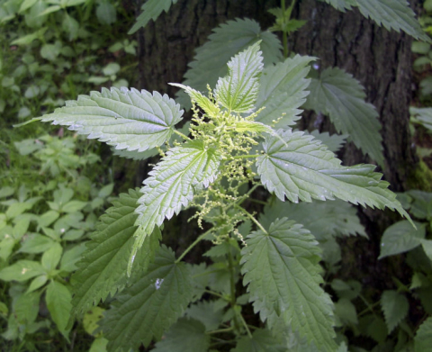 Singing nettle