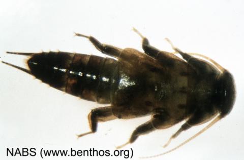 A Stonefly nymph