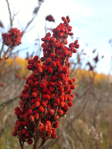 Sumac (Shoemaker)