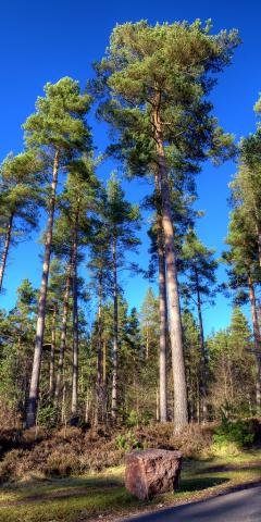 Tall pine trees