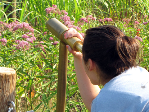 Field observation