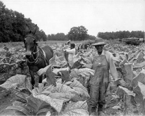 Harvesting tobacco