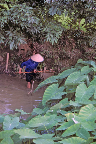 Man stands in stream at Mai Chau fishing with net on pole near taro plants