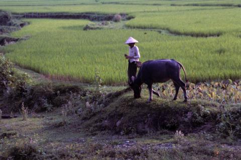 A person in a sunhat walks a water buffalo by wet-rice fields in Mai Chau