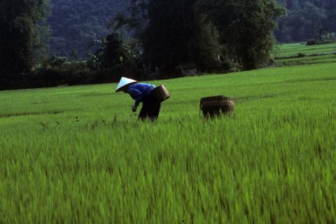 A farmer is bent at the waist working in a wet-rice field at Mai Chau