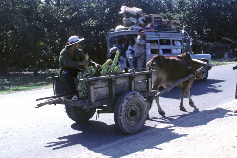 Two men in oxcart with bananas pass a bus on the road from Nha Trang to Dalat