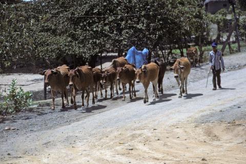 A man walks a herd of ten cows along Highway No. 1 near Nha Trang