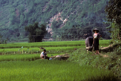 Woman leading buffalo past a girl doing laundry in wet-rice field at Mai Chau