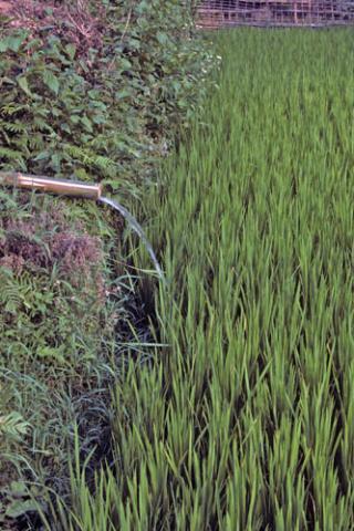 Bamboo pipe leading from water wheel to irrigate wet-rice field at Mai Chau