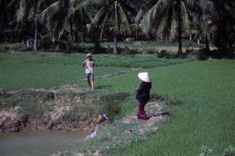 Man and woman stand near irrigation pond in rice field bordered by coconut trees