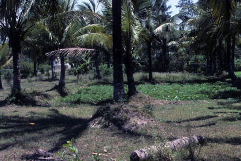 Coconut palms shade former garden plots at old village site of My Lai