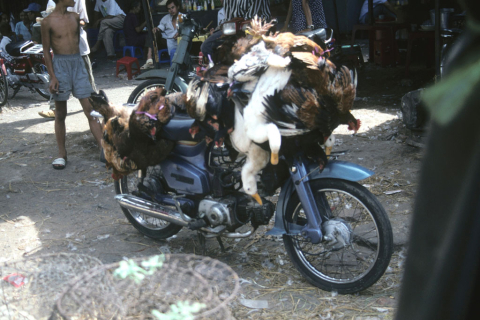 Live chickens and ducks tied to motorcycle in Ho Chi Minh City's Chinatown