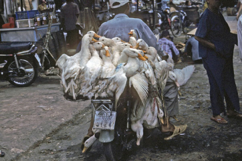 White ducks transported on motorcycle in Ho Chi Minh City's Chinatown market