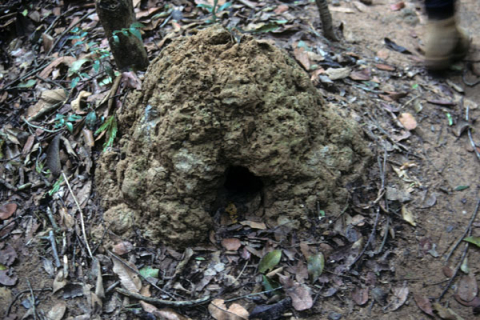 Small hole in earthen mound leading to Vietnam War tunnel at Cu Chi