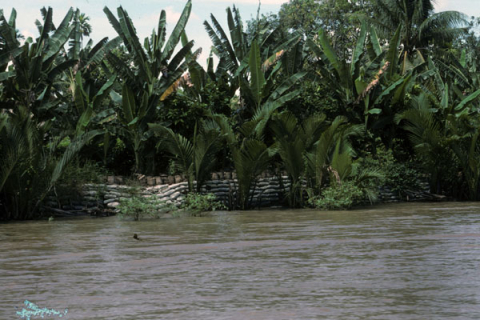 Mekong River shore lined with young palms and sandbags at Mytho