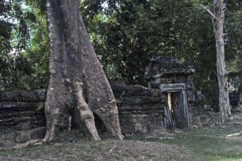 Stone wall and doorway overgrown by forest at Ta Prohm site at Angkor