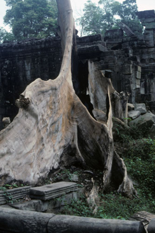 Huge splayed tree root in wall of Preah Khan Temple at Angkor