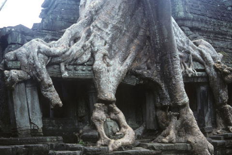 Huge gnarled tree root covers a roof of Preah Khan Temple at Angkor