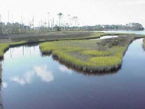 Wetlands