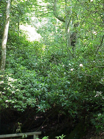 Plant Communities in Jocassee Gorges-Wetland Bogs