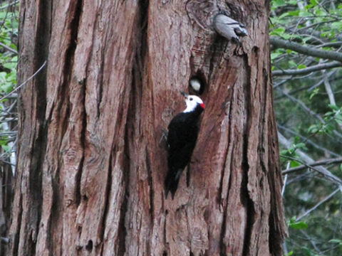 White-headed woodpecker