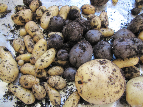 Yellow and Purple Potatoes