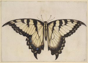 John White's early depiction of the male Eastern tiger swallowtail. It is yellow and black with a large wingspan. It has a few antennae.