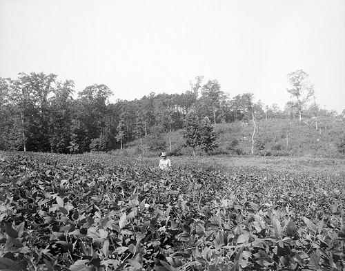 Tobacco field somewhere in North Carolina about 1941. From the Albert Barden Collection, North Carolina State Archives, Raleigh, NC, call #: N.53.16.4455.