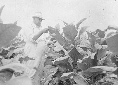 Unidentified man in tobacco field inspecting leaves, no date (1920's-1930's). From the Dunn Area (Lewis White Studio) Photo Collection, PhC.121, North Carolina State Archives, Raleigh, NC, call #:  PhC.121-38. 