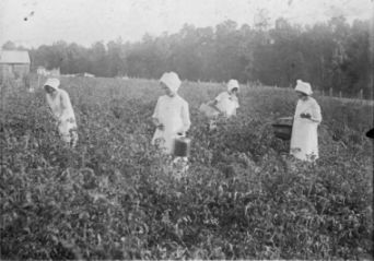 McFarlan Club girls, Anson County, picking cotton, 1927. Image courtesy of North Carolina State University Libraries Special Collections Research Center. 