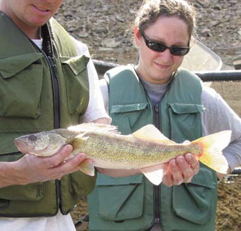 Like salmon, walleye return to their place of birth to spawn.