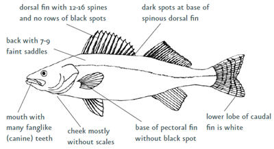 Walleye anatomy.