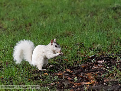 White Squirrels | NCpedia