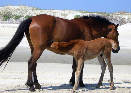 Two horses in the Outer Banks