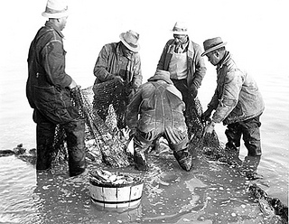 "Brickle, Edenton, Shad and Herring fishing n.d. (1935-1940). From the Charles A. Farrell Photograph Collection, PhC.9, North Carolina State Archives, Raleigh, NC, access #: PhC_9_2_58_11a. 